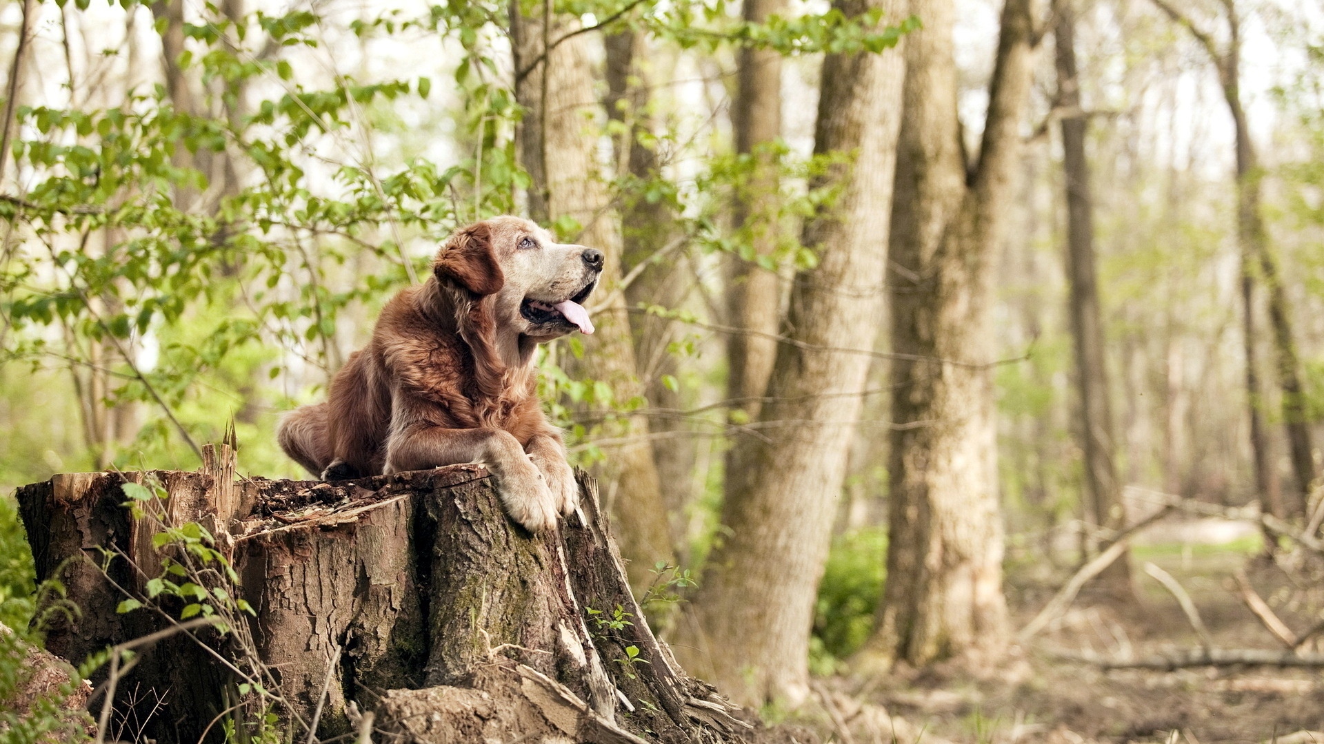 old golden on stump