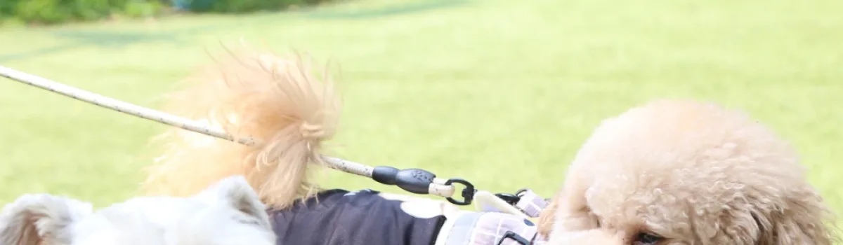 How to Handle South Carolina Humidity: Grooming Tips for Summerville Paws